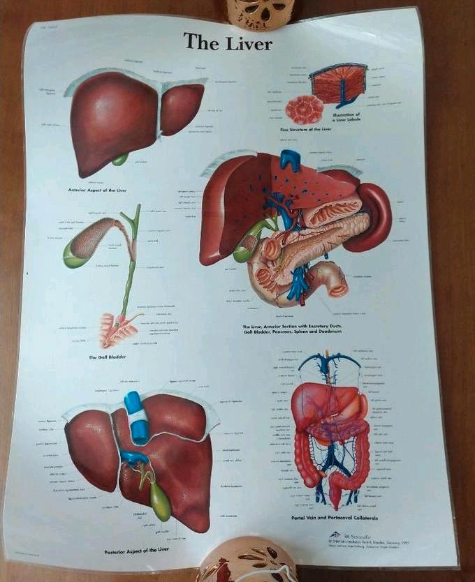Medische Poster Mens - anatomie Lever 67x50cm, Verzamelen, Posters, Zo goed als nieuw, Overige onderwerpen, A1 t/m A3, Rechthoekig Staand