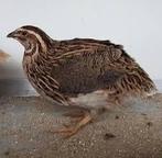 Trio japanse kwartels, Dieren en Toebehoren, Meerdere dieren, Overige soorten