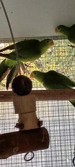 roodvleugel parkieten, Dieren en Toebehoren, Vrouwelijk, Parkiet, Geringd