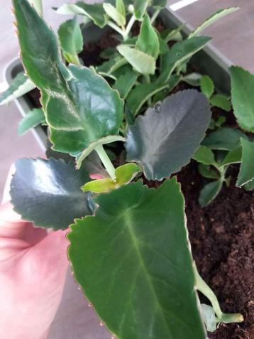 Mother of Thousands Stekje beschikbaar voor biedingen
