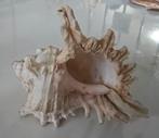 Mooie pacific Murex schelp 11.5 cm, Verzamelen, Ophalen, Schelp(en)
