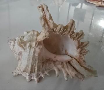 Mooie schelp van de Murex slak 11.5 cm beschikbaar voor biedingen