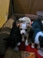 Chihuahua pups, CDV (hondenziekte), 8 tot 15 weken, Meerdere, Meerdere dieren