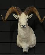 Dalls schaap opgezet taxidermie opgezette kop, Ophalen, Nieuw, Wild dier, Opgezet dier
