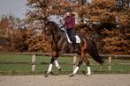 Bloedmooie en fijn te rijden young rider of amateur paard!, 170 tot 175 cm, ZZ, Gechipt, 7 tot 10 jaar