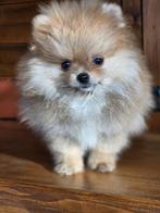 Pomeranian Pomeriaan, Dieren en Toebehoren, Honden | Poolhonden, Keeshonden en Oertypen, Rabiës (hondsdolheid), 8 tot 15 weken
