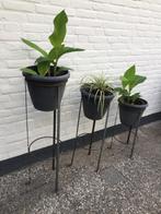 planten standaard, Ophalen, Tuin, Minder dan 60 cm, Rond