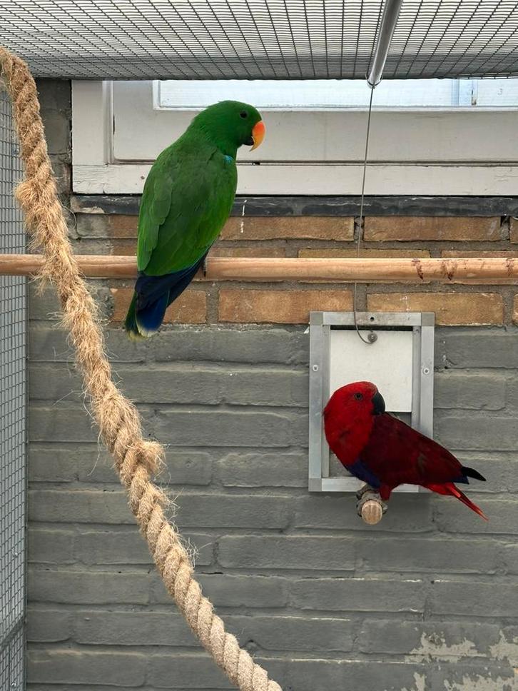Tam koppel edelpapegaaien, Dieren en Toebehoren, Vogels | Parkieten en Papegaaien, Papegaai, Meerdere dieren, Tam