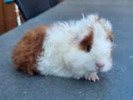 2 texel-tessel cavia beertjes, Juli, Mannelijk, Cavia