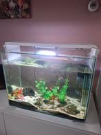 Aquarium 80 liter Super fish, Dieren en Toebehoren, Ophalen, Zo goed als nieuw, Leeg aquarium