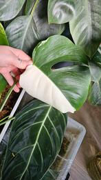 Monstera variegata, Huis en Inrichting, Kamerplanten, Ophalen, Halfschaduw, Minder dan 100 cm
