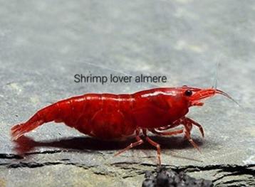 Neocaridina Bloody Mary high grade garnalen  beschikbaar voor biedingen