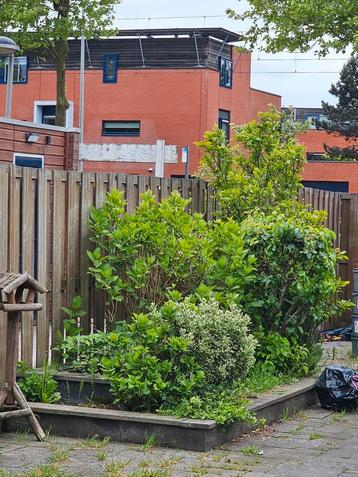 Diverse struiken en planten beschikbaar voor biedingen