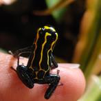 Ranitomeya imitator 'Bajo Huallaga', Amfibie, 0 tot 2 jaar