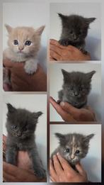 5 mooie maincoon kittens., Dieren en Toebehoren, Meerdere dieren, Ontwormd, 0 tot 2 jaar