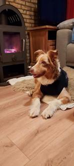 Honden romper voor na operatie, Ophalen of Verzenden, Zo goed als nieuw