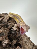 Wimpergekko man, Dieren en Toebehoren, Hagedis