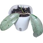 Hoya Wilbur Graves Stekje geworteld, Overige soorten, In pot, Minder dan 100 cm, Groene kamerplant