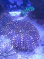 Ricordea yuma ultra orange, Dieren en Toebehoren, Vissen | Aquariumvissen, Overige typen, Zoutwatervis