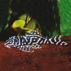 Eigen import uit Colombia, L nummers, algeneters, Vis, Zoetwatervis