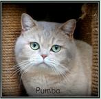 mooie dekkaters: maine coon, ragdoll, brits korthaar, sibeer