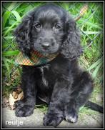 Cockapoo pups, Dieren en Toebehoren, Nederland, Overige rassen, 8 tot 15 weken, CDV (hondenziekte)