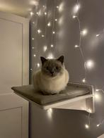 Wandplank voor katten, Dieren en Toebehoren, Katten-accessoires, Ophalen of Verzenden, Nieuw
