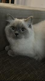 Lieve Ragdoll poes zoekt nieuw huis!!!!, Poes, Ontwormd, 3 tot 5 jaar