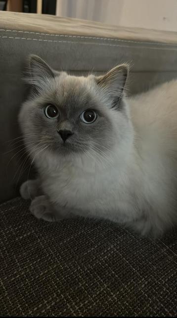 Lieve Ragdoll poes zoekt nieuw huis!!!! beschikbaar voor biedingen