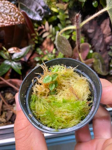 Philodendron sp. Gold Dust (UITERST ZELDZAAM) beschikbaar voor biedingen