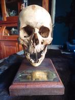 Menselijke schedel op statief, Antiek en Kunst, Ophalen of Verzenden