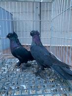 Taklas koppel, Dieren en Toebehoren, Meerdere dieren, Overige soorten