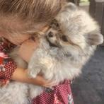 2 lieve mini pomeriaan pupjes, Particulier, 15 weken tot 1 jaar, Reu, Buitenland