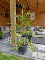 Sequoia semperverins mammoetboom 1.20 m, Bloeit niet, Overige soorten, 100 tot 250 cm, Ophalen