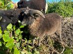 Ouessant schaap (bok) te koop, Dieren en Toebehoren, Schapen, Geiten en Varkens, Mannelijk, Schaap