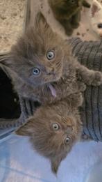 Nog 2 meisjes Super lieve en mooie maine coon kittens, Meerdere dieren