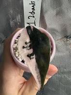 Alocasia chantrieri "pink" albo Pup 1.2, Ophalen of Verzenden, In pot, Halfschaduw, Minder dan 100 cm