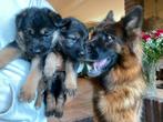 Te koop: Duitse herder puppy’s, Dieren en Toebehoren, Honden | Herdershonden en Veedrijvers, 8 tot 15 weken, CDV (hondenziekte)
