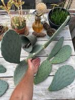 Winterharde (-15) cactus cactusschijven opintia tuin kas, Tuin en Terras, Planten | Tuinplanten, Ophalen of Verzenden, Zomer, Overige soorten