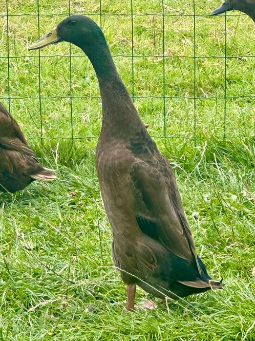 Mooie reebruine loopeenden, Dieren en Toebehoren, Pluimvee, Eend, Meerdere dieren