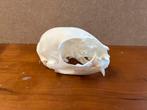 Schedel kat., Ophalen of Verzenden, Nieuw, Hond of Kat, Schedel