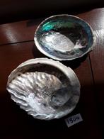 Abalone schelp(zeeoor)2, Verzamelen, Mineralen en Fossielen, Ophalen of Verzenden, Schelp(en)