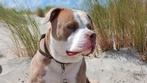 Old english bulldog. DEKREU., Dieren en Toebehoren, Reu, 1 tot 2 jaar, Eén hond, Nederland
