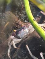 Vampierkrabben, Januari, Geslacht onbekend