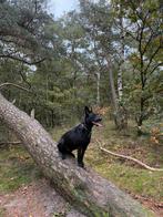 Nieuwe eigenaar gezocht voor onze Zorro **SPOED**, Dieren en Toebehoren, Honden | Niet-rashonden, Rabiës (hondsdolheid), Reu, 1 tot 2 jaar