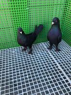 Takla duiven, Dieren en Toebehoren, Vogels | Duiven, Meerdere dieren
