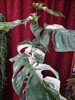 Monstera Deliciosa Variegata XXL p17 (2), Ophalen of Verzenden, Halfschaduw, Minder dan 100 cm
