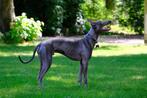 Blauwgrijze Whippet 1jaar - Gesocialiseerde Hond Reu, Whippet, Reu, CDV (hondenziekte), 1 tot 2 jaar