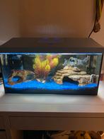 Vissen met aquarium alles in 1 koop, Dieren en Toebehoren, Vis, Zoetwatervis