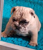 franse buldog pups, Dieren en Toebehoren, Honden | Bulldogs, Pinschers en Molossers, Particulier, Meerdere, Bulldog, 8 tot 15 weken